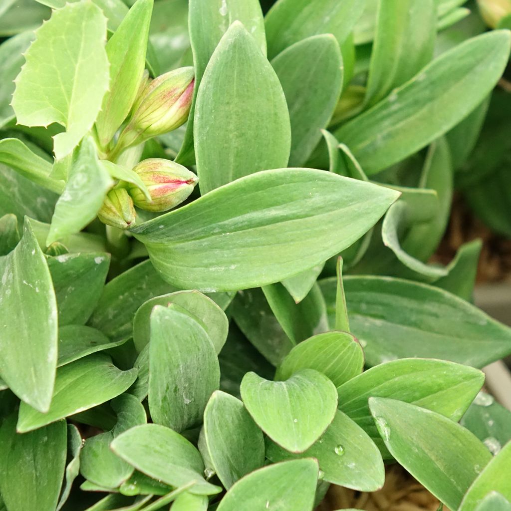 Alstroemeria Incalys Cherry - Lis des Incas