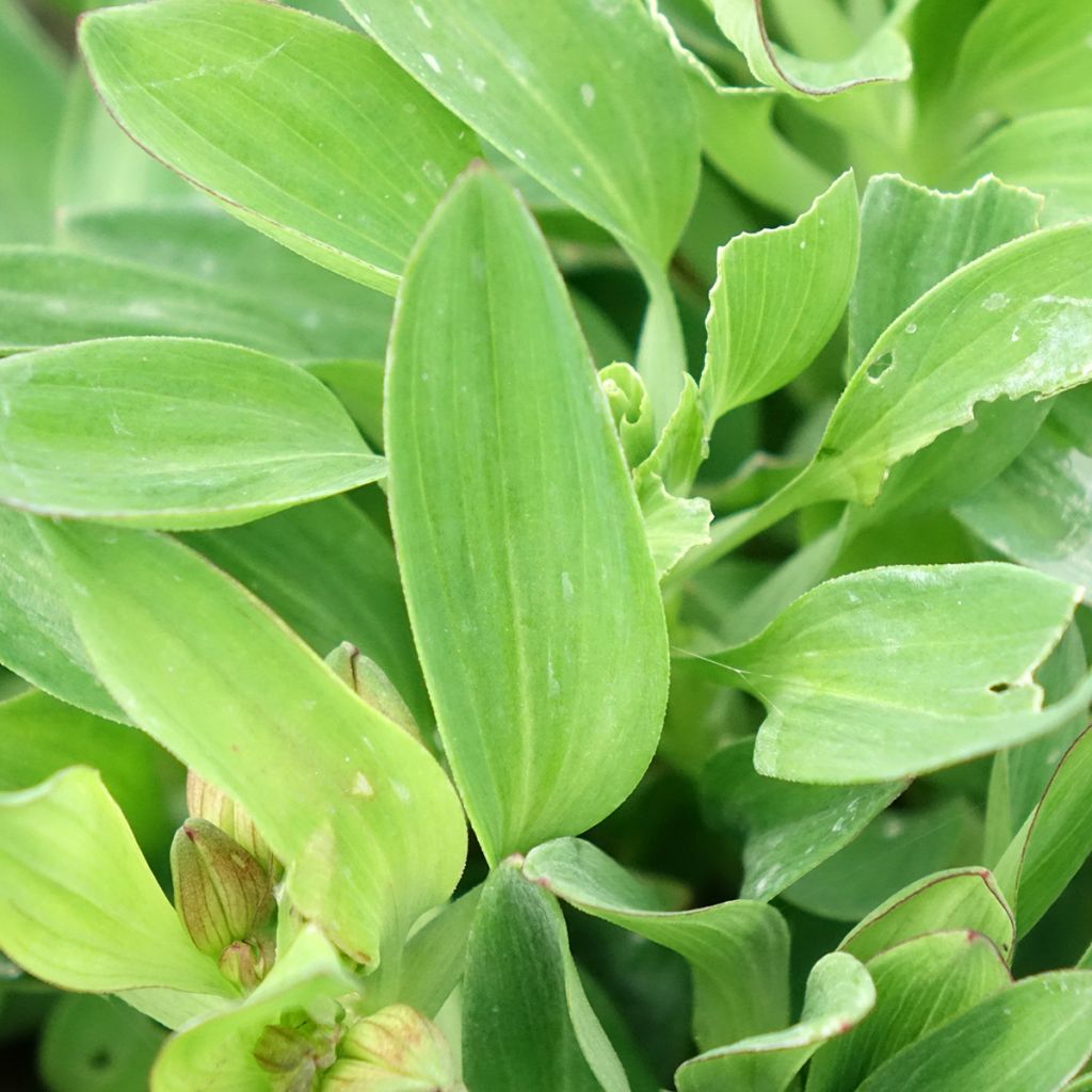 Alstroemeria Incalys Salmon - Lis des Incas