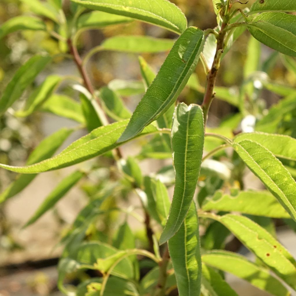 Amandier commun - Prunus dulcis