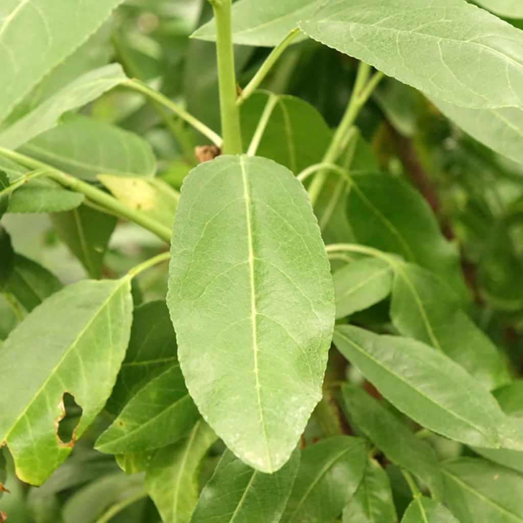 Amandier Desmayo Largueta