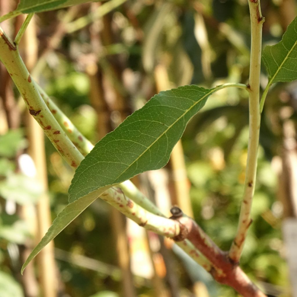 Amandier Supernova autofertile - Prunus dulcis