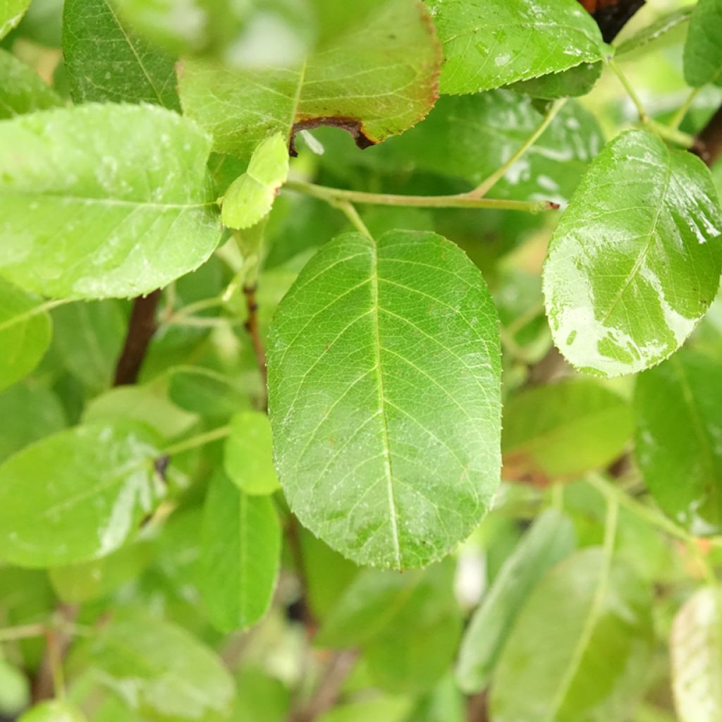 Amelanchier canadensis Rainbow Pillar