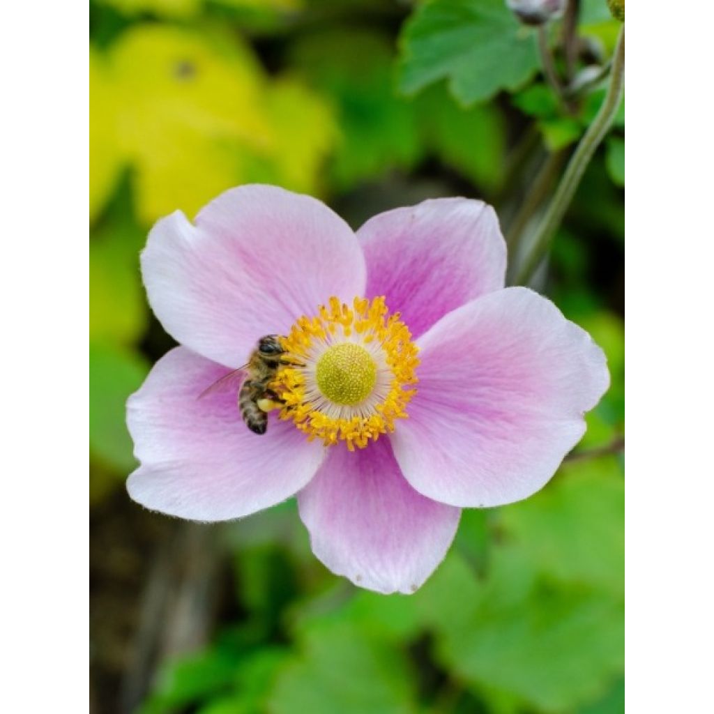 Anémone japonaise September Charm - Anemone hupehensis