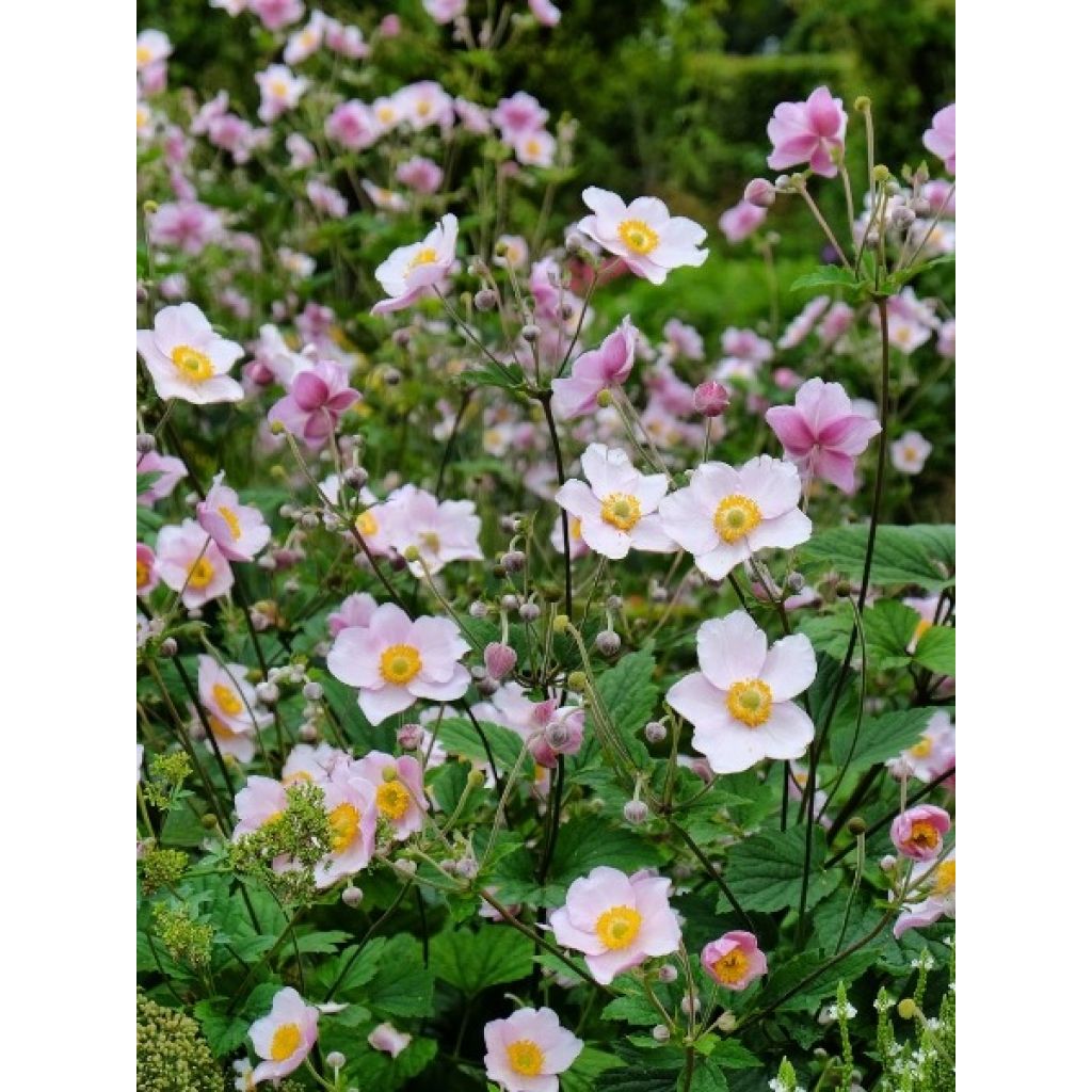 Anémone japonaise September Charm - Anemone hupehensis