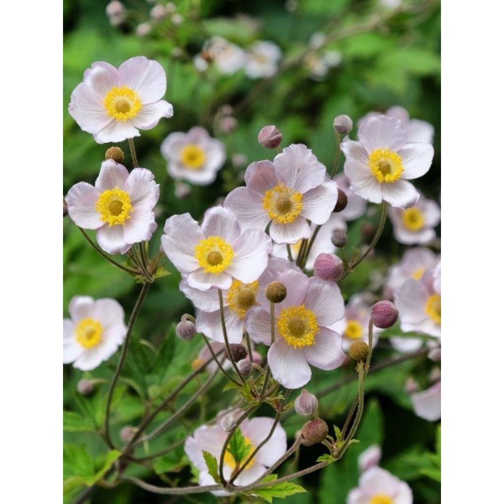 Anémone japonaise September Charm - Anemone hupehensis