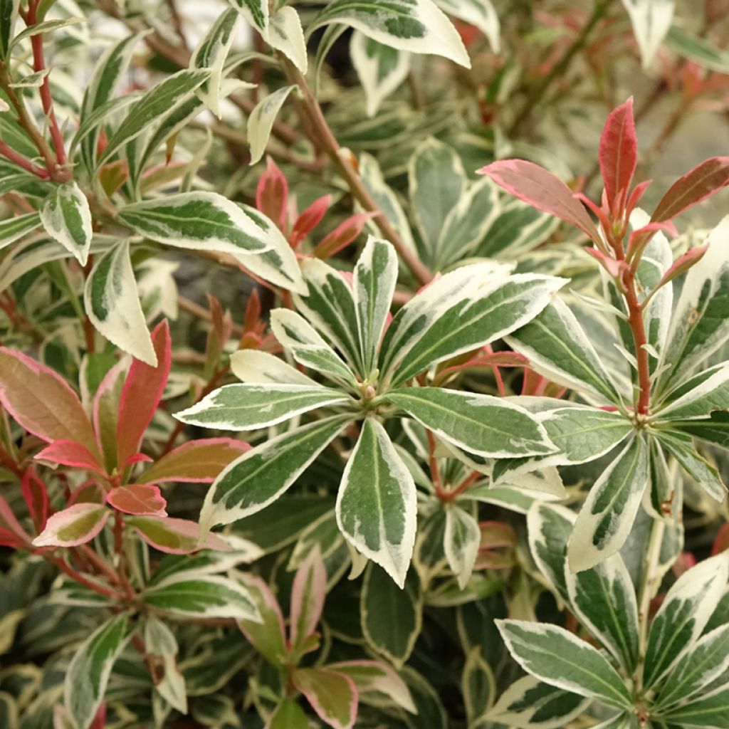 Andromède du Japon - Pieris japonica Little Frosty