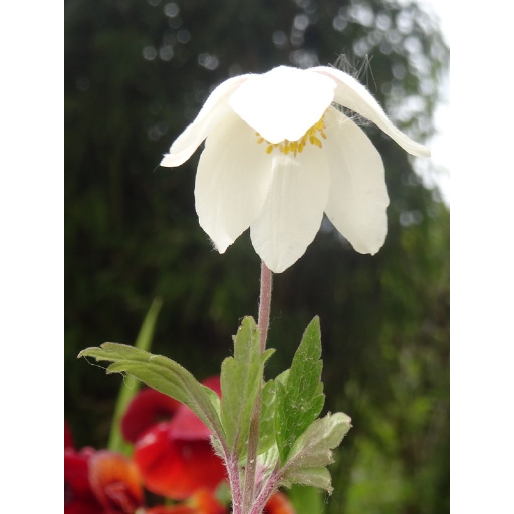 Anémone sauvage - Anemone sylvestris