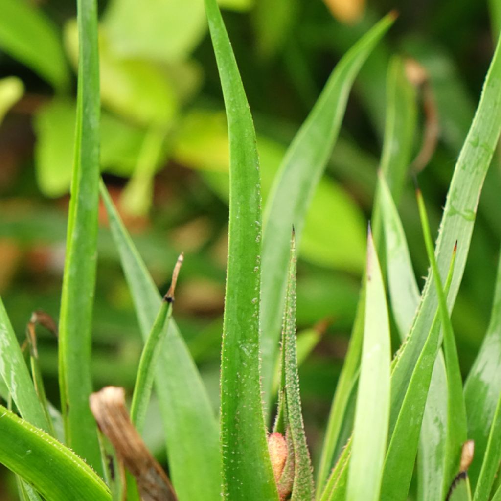 Anigozanthos Bush Inferno