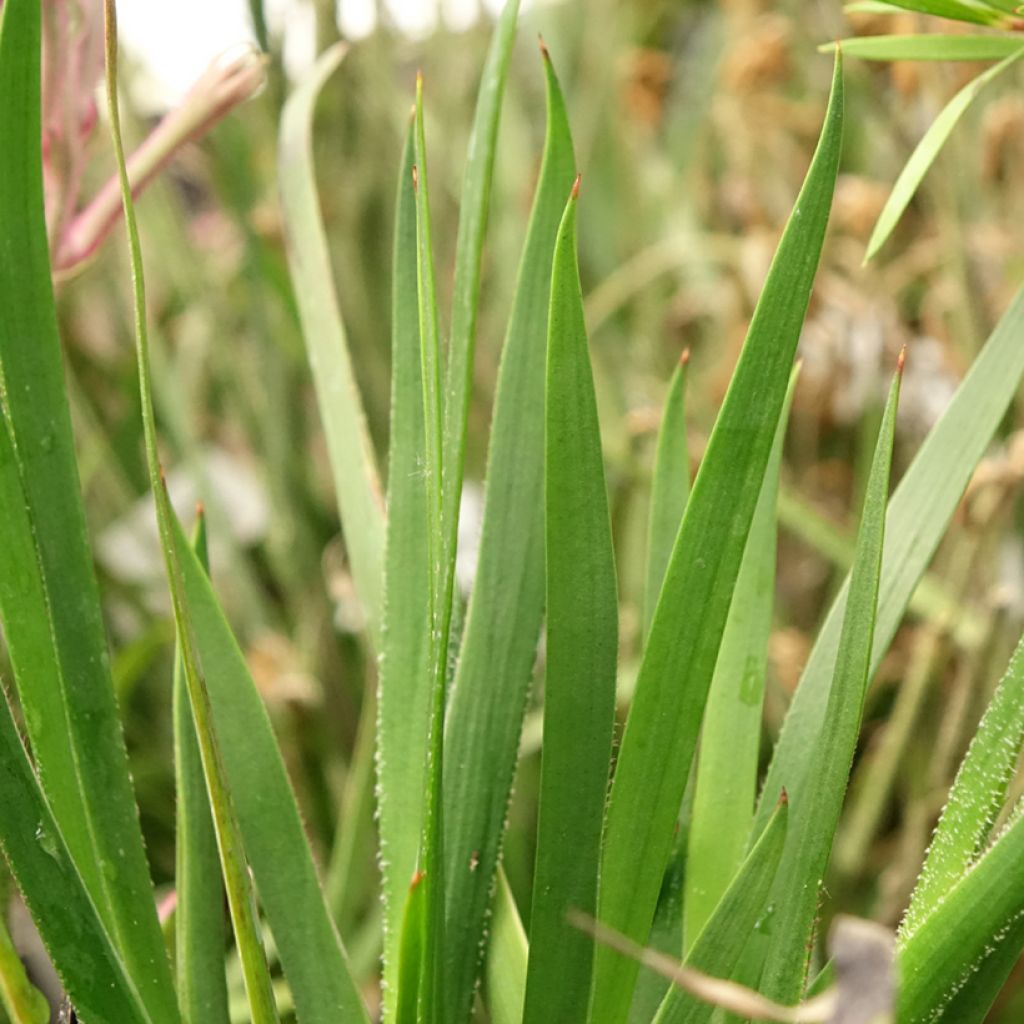 Anigozanthos Bush Pearl