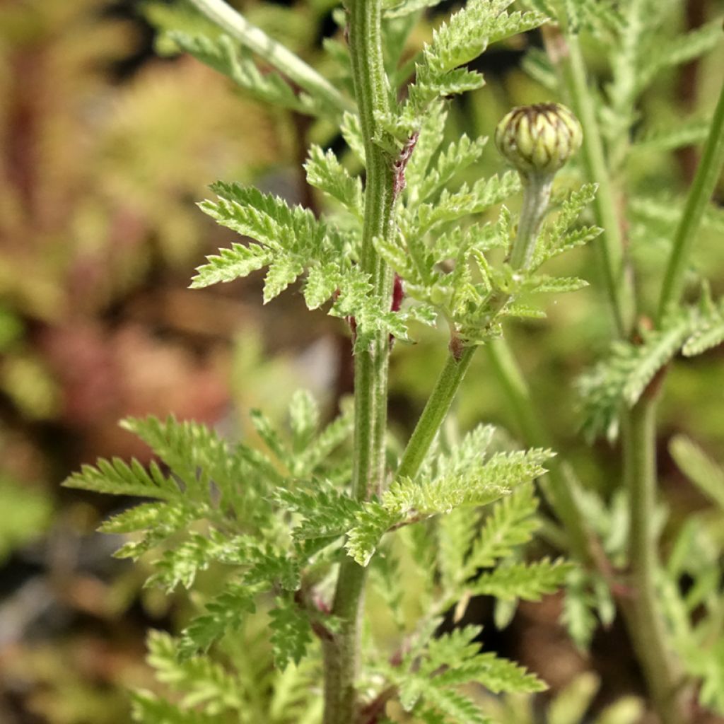 Anthemis sancti-johannis - Anthémis de la Saint-Jean