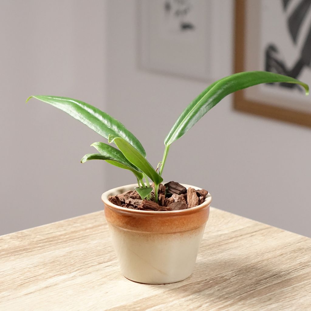 Anthurium bakeri