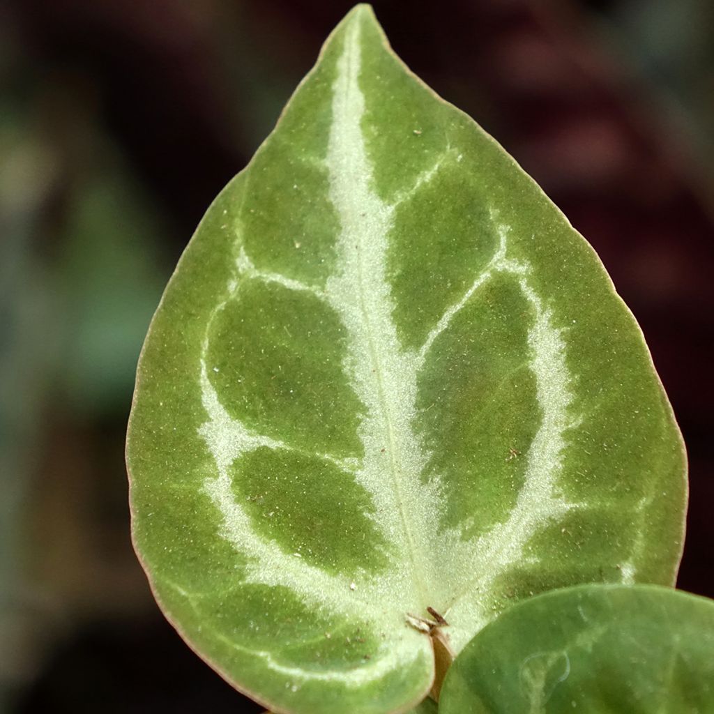 Anthurium Crystal Hope