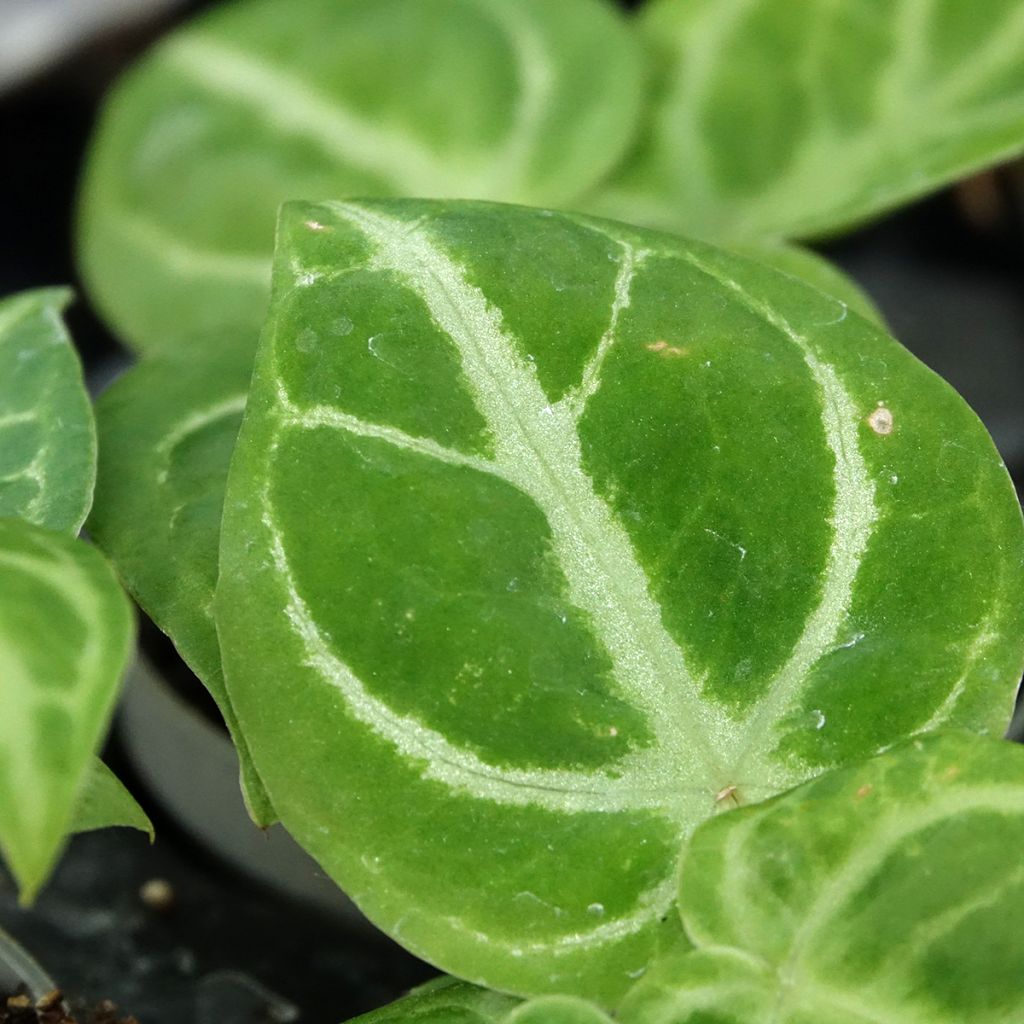 Anthurium Dorayaki x magnificum