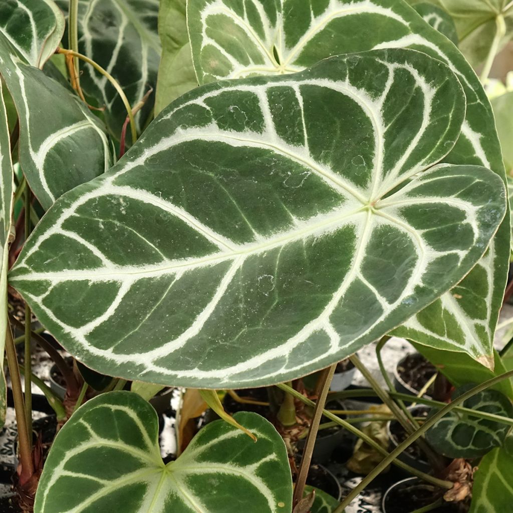 Anthurium magnificum