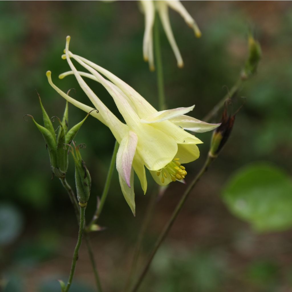 Ancolie Yellow Queen - Aquilegia chrysantha 