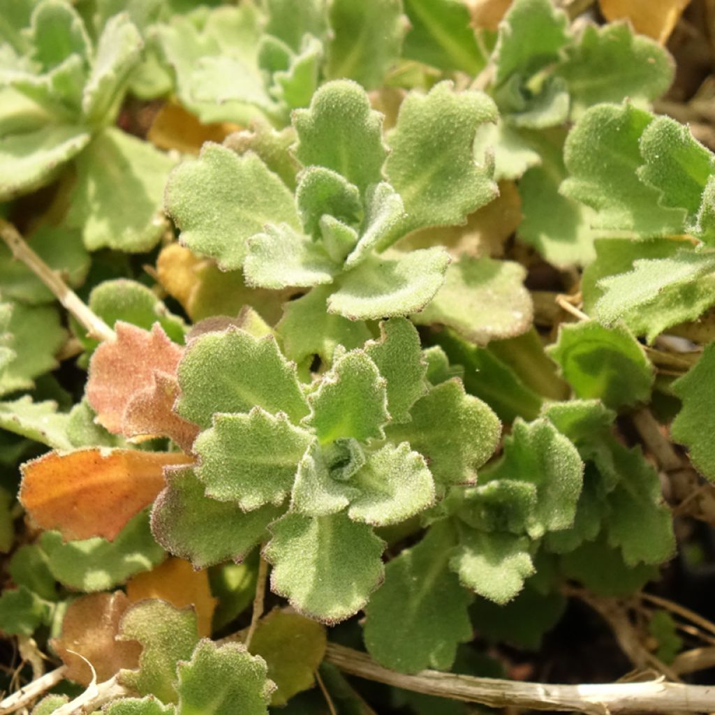 Arabis caucasica Alabaster