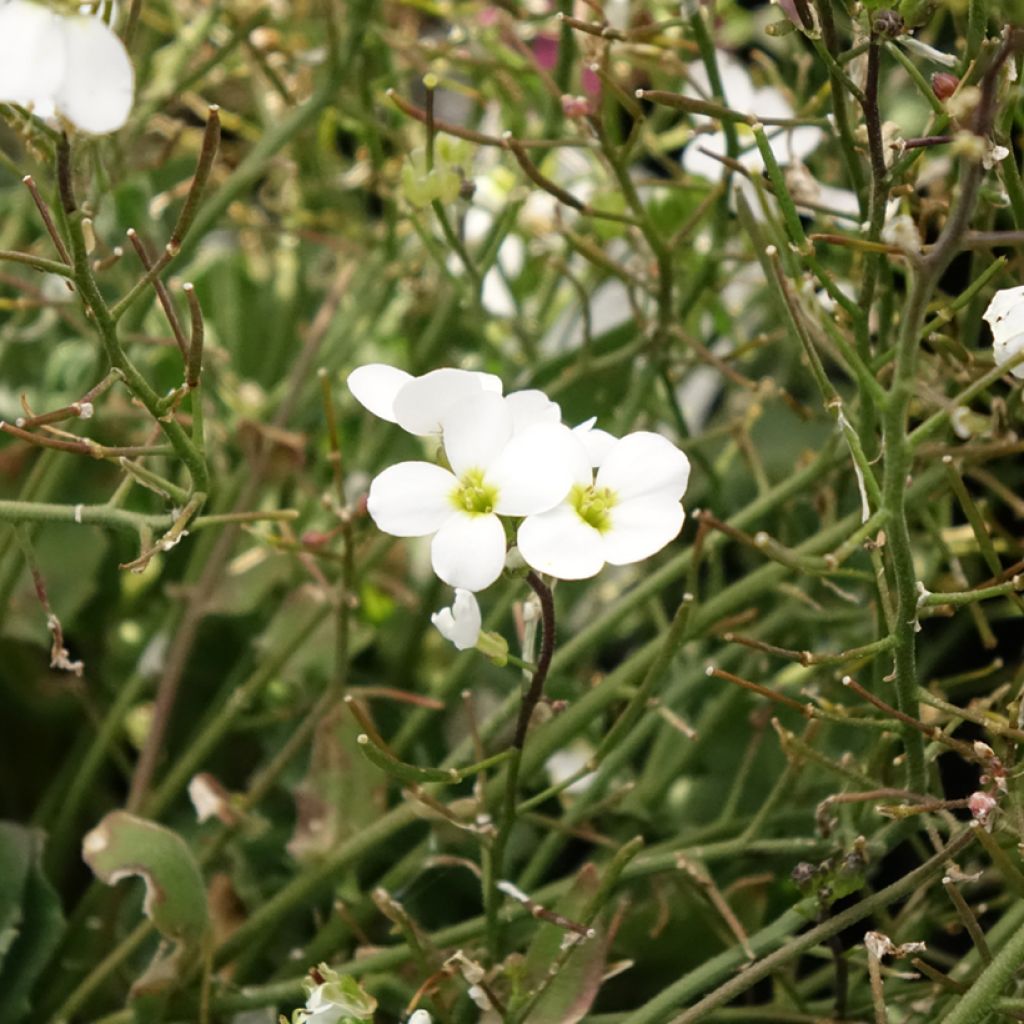 Arabis caucasica Alabaster