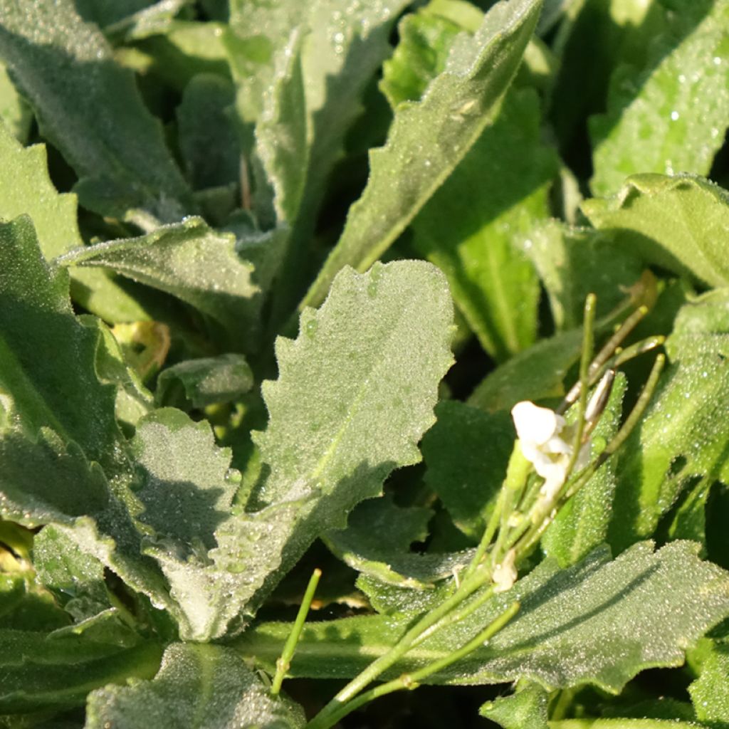 Arabis caucasica Snowcap (Schneehaube)