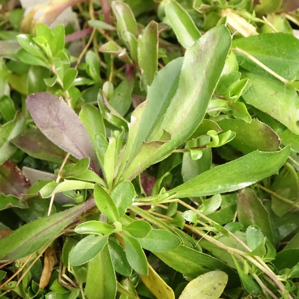 Arabis procurrens Neuschnee - Corbeille d'argent
