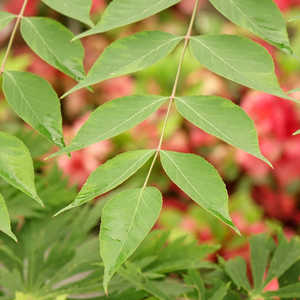 Aralia elata Golden Umbrella - Angélique en arbre