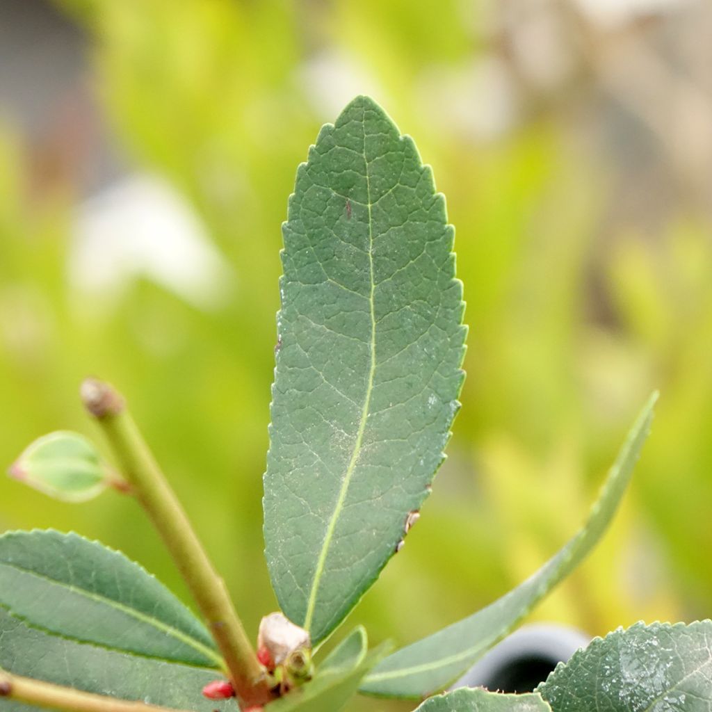Arbousier Pink Giant 'Nevez' (Atlantic Rose) - Arbutus unedo