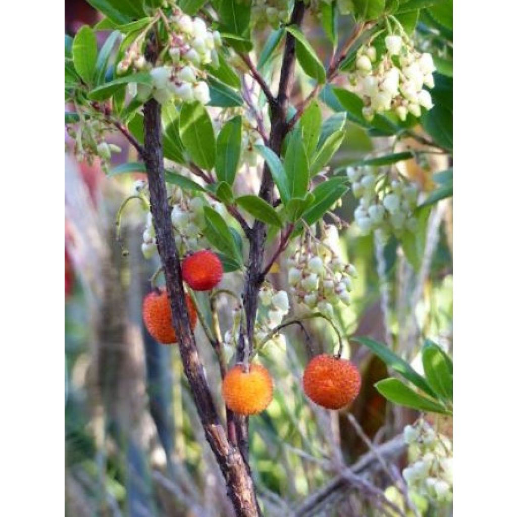 Arbutus unedo Compacta - Arbousier