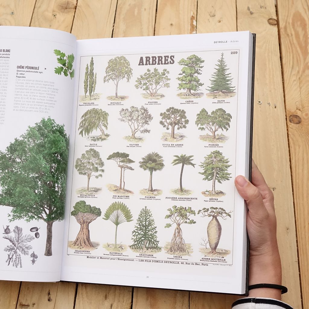 Arbres 