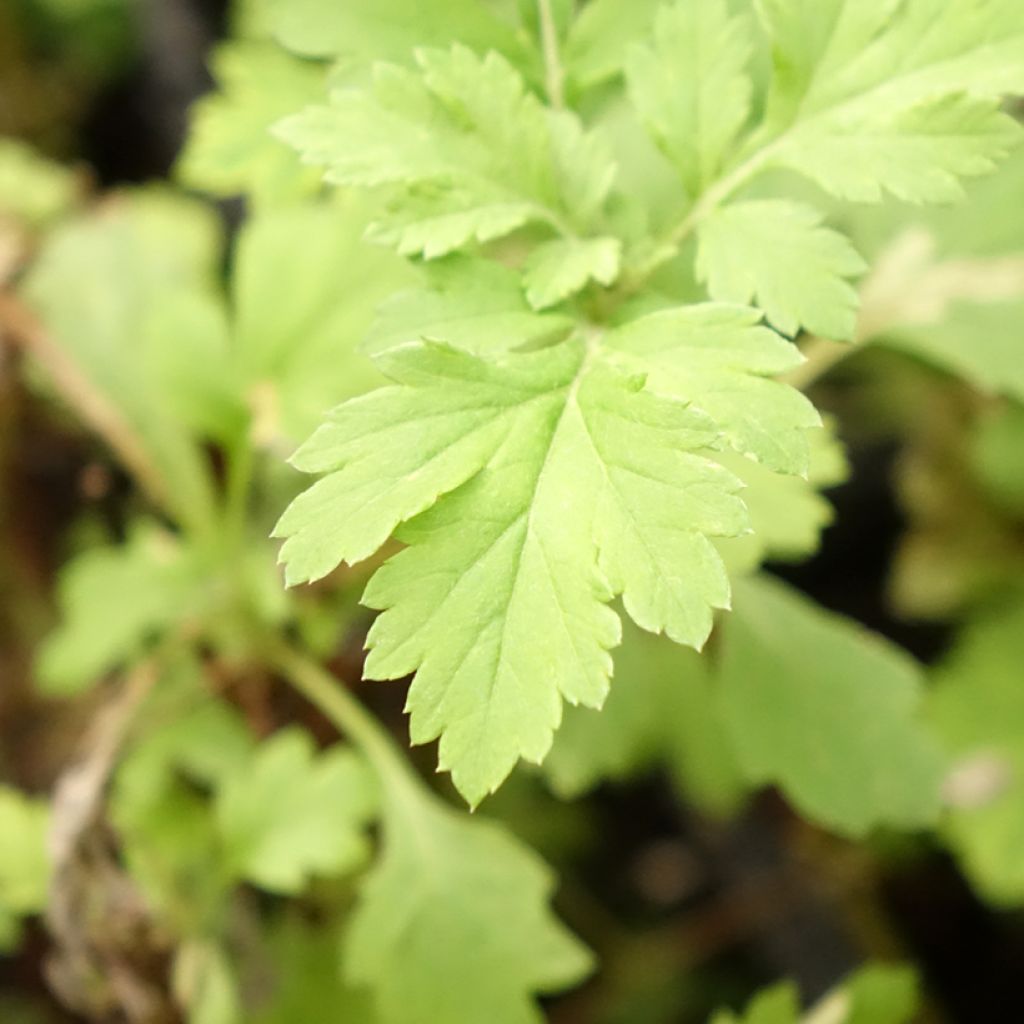 Armoise - Artemisia vulgaris BIO - Herbe de feu