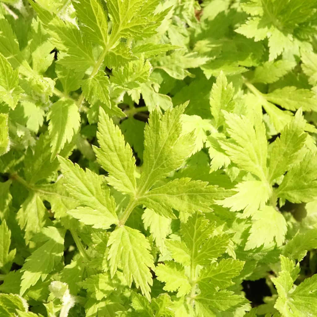 Armoise chinoise Jim Russel - Artemisia lactiflora