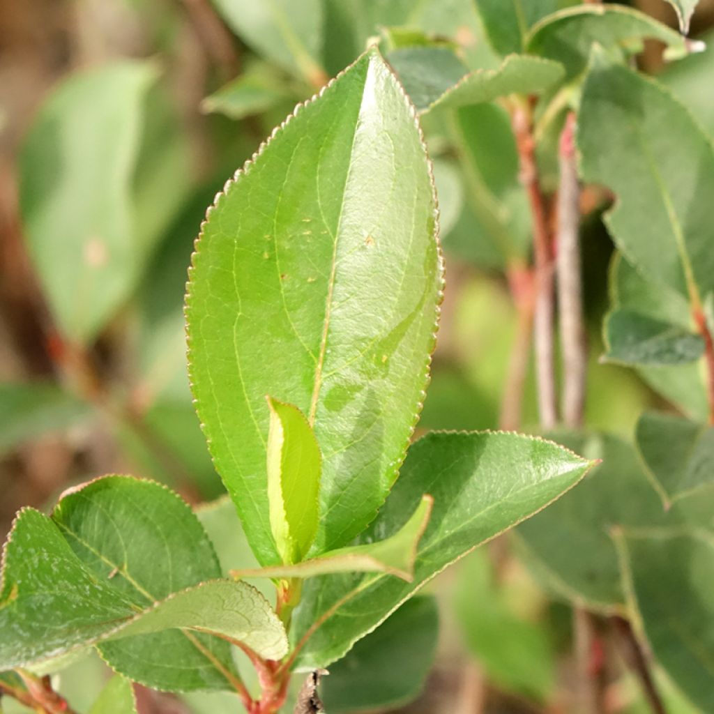 Aronia Lowberry Little Helpers