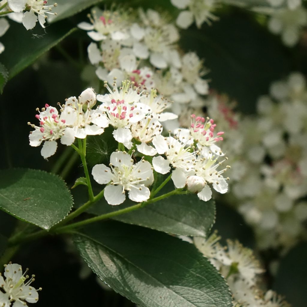 Aronia melanocarpa Autumn Magic