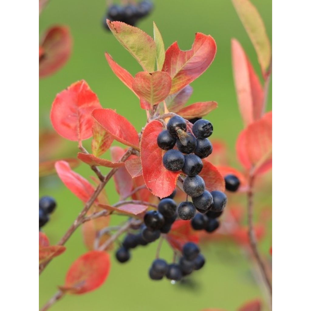 Aronia melanocarpa - Aronie à fruits noirs