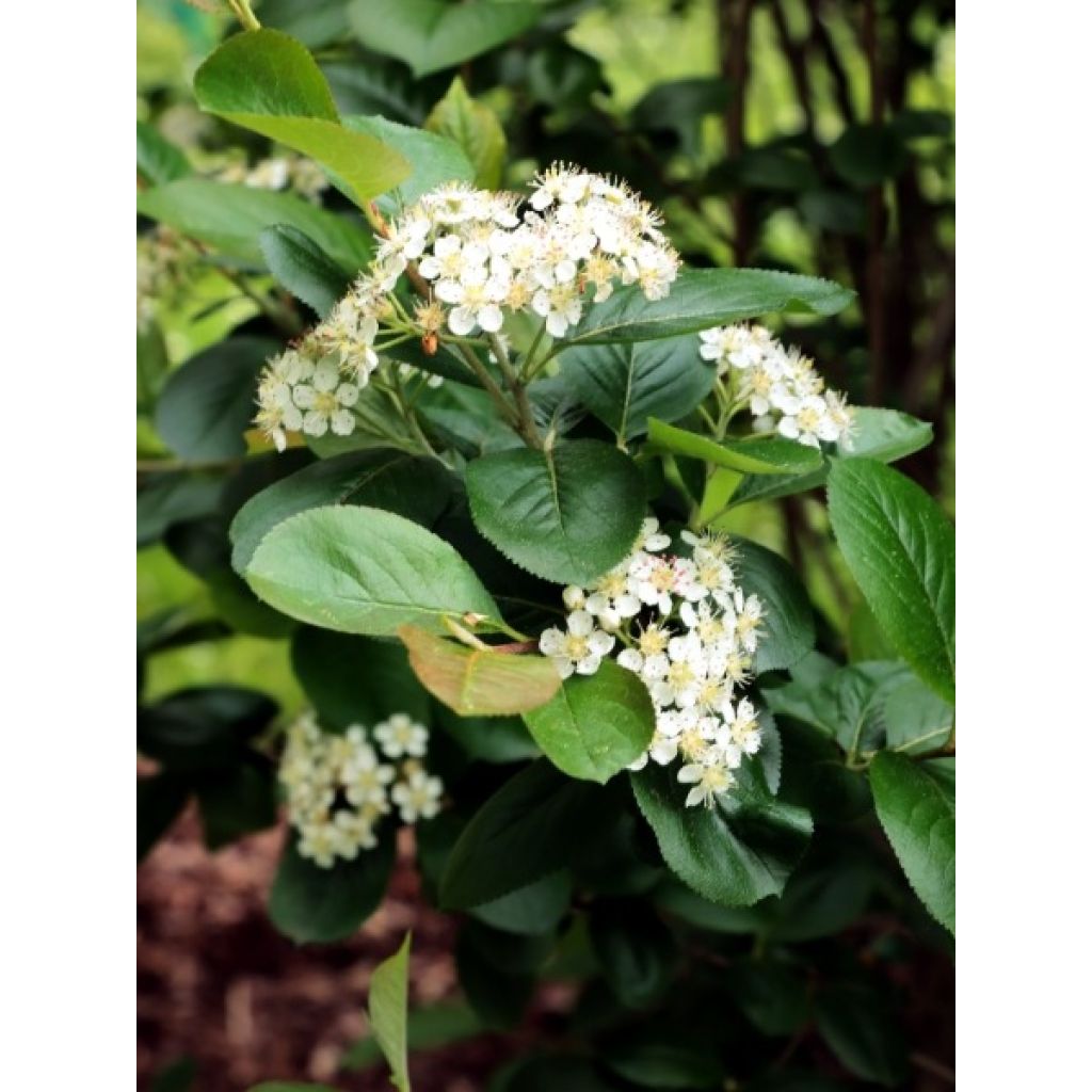 Aronia melanocarpa - Aronie à fruits noirs