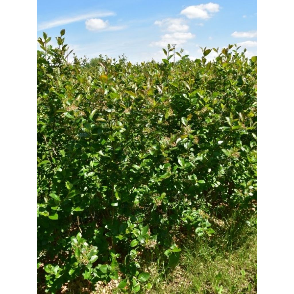 Aronia melanocarpa - Aronie à fruits noirs