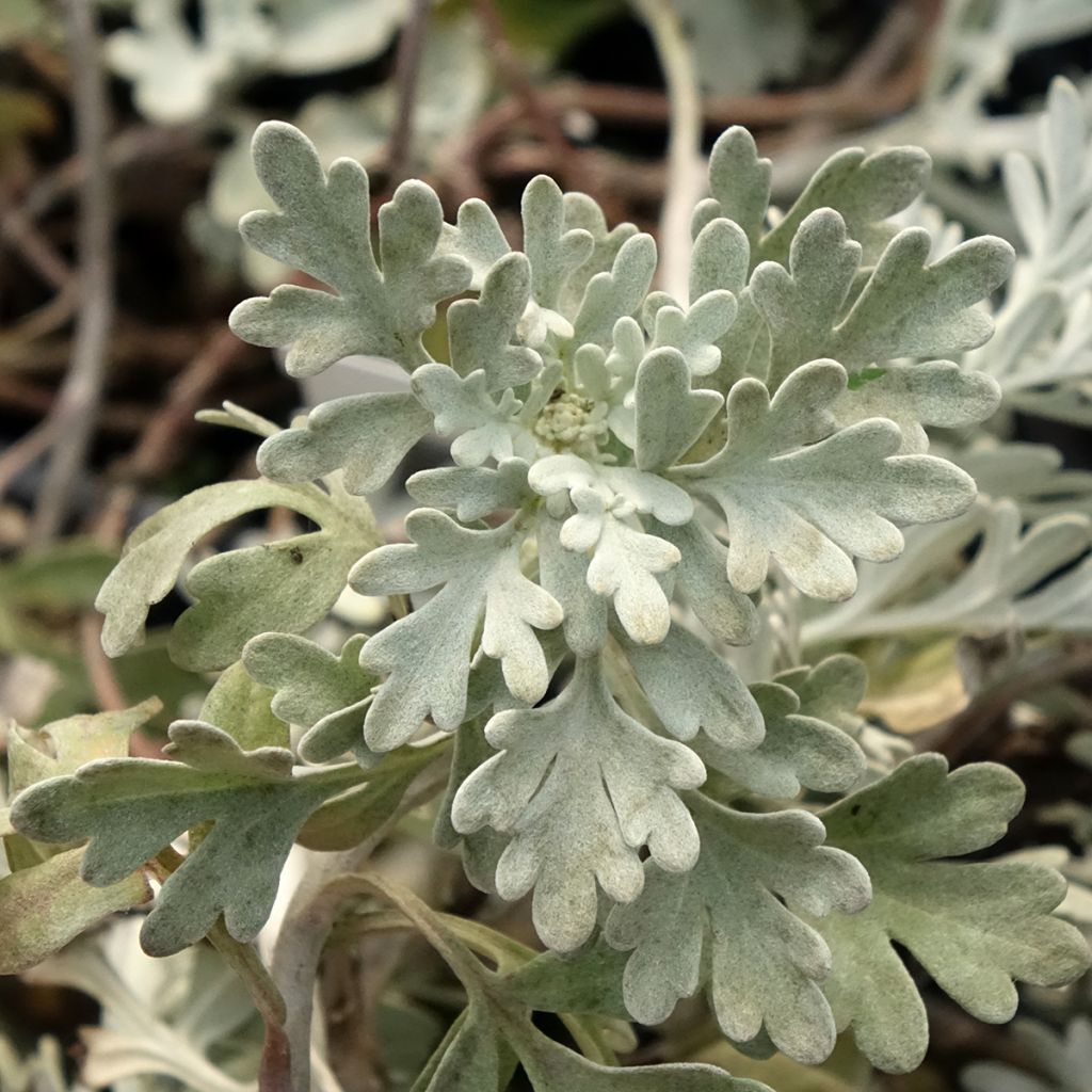 Artemisia stelleriana Morris Strain - Absinthe des rivages