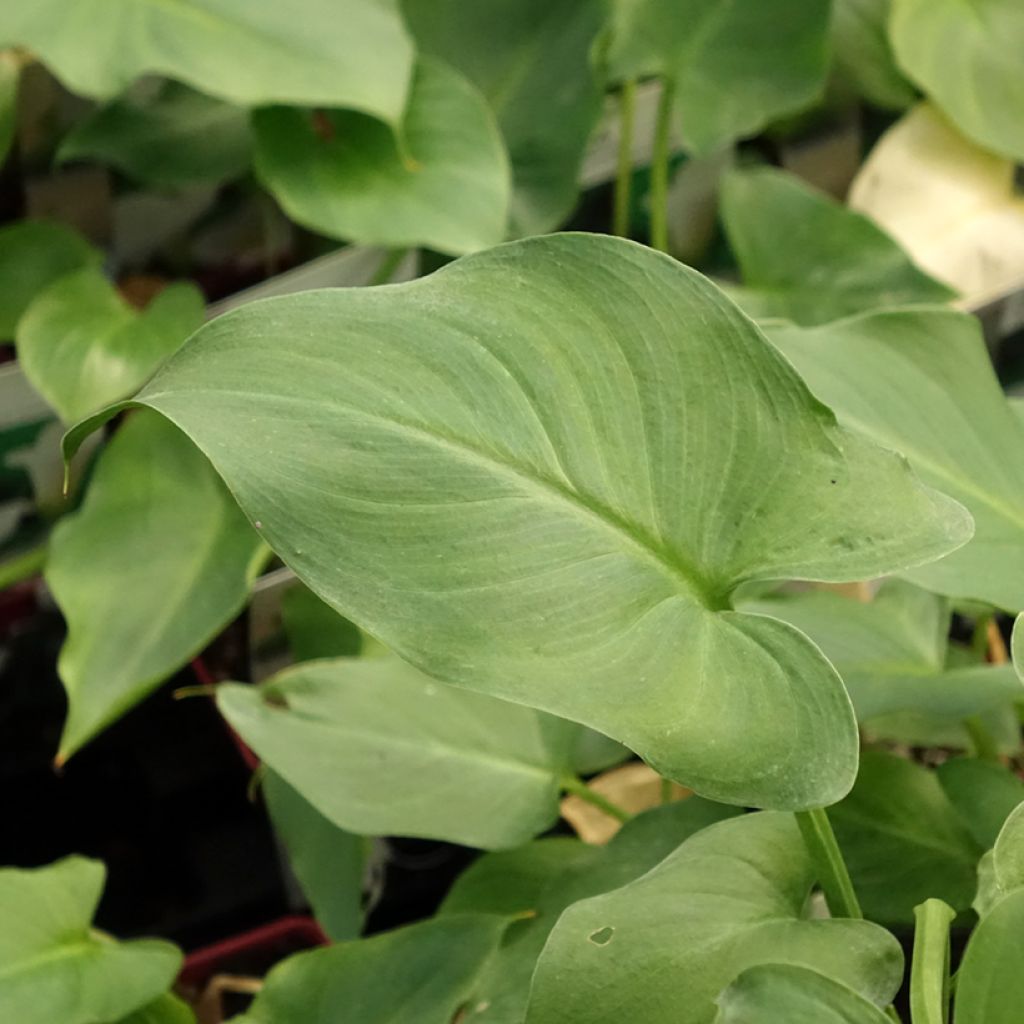 Arum ou Calla blanc - Zantedeschia aethiopica