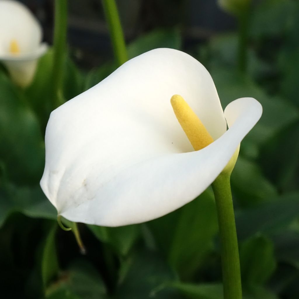 Arum ou Calla blanc - Zantedeschia aethiopica