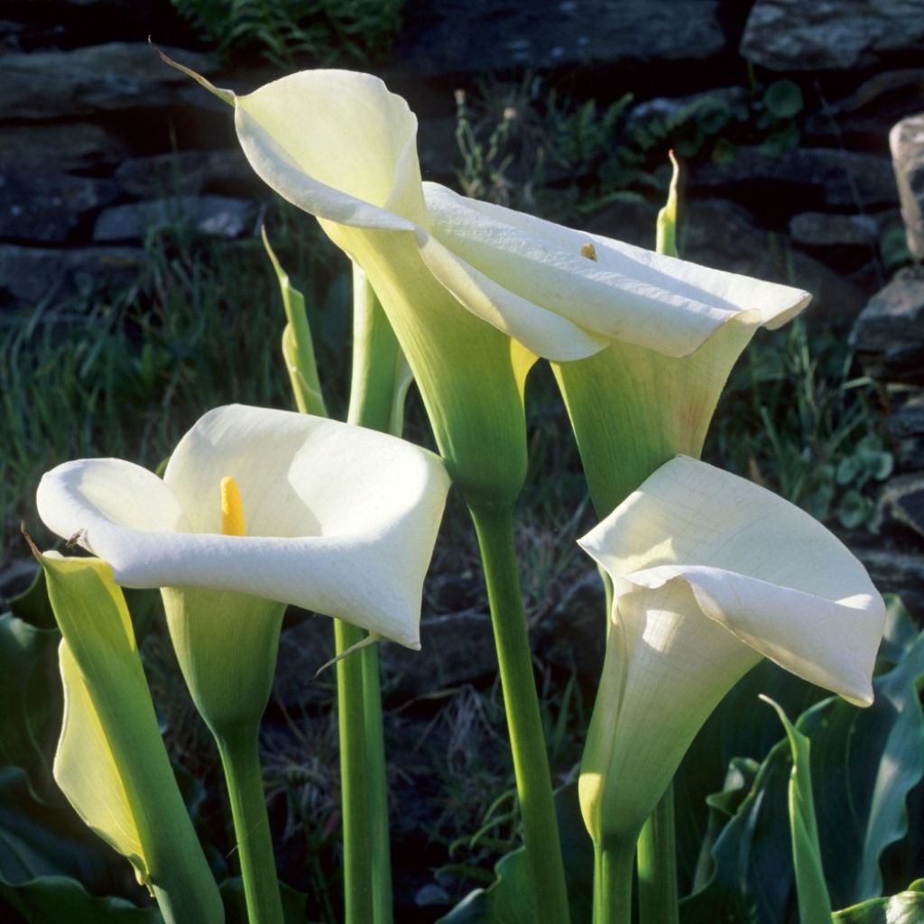 Arum ou Calla blanc - Zantedeschia aethiopica