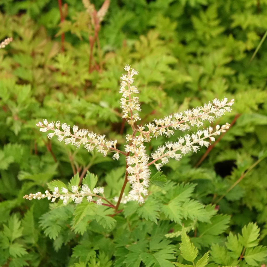 Aruncus aethusifolius - Barbe de Bouc naine