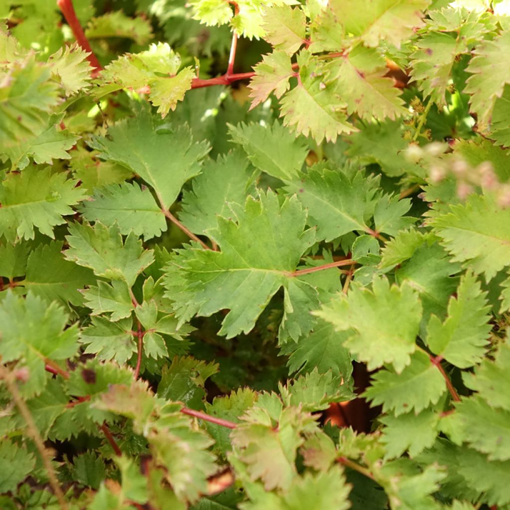 Aruncus Chantilly Lace - Barbe de bouc