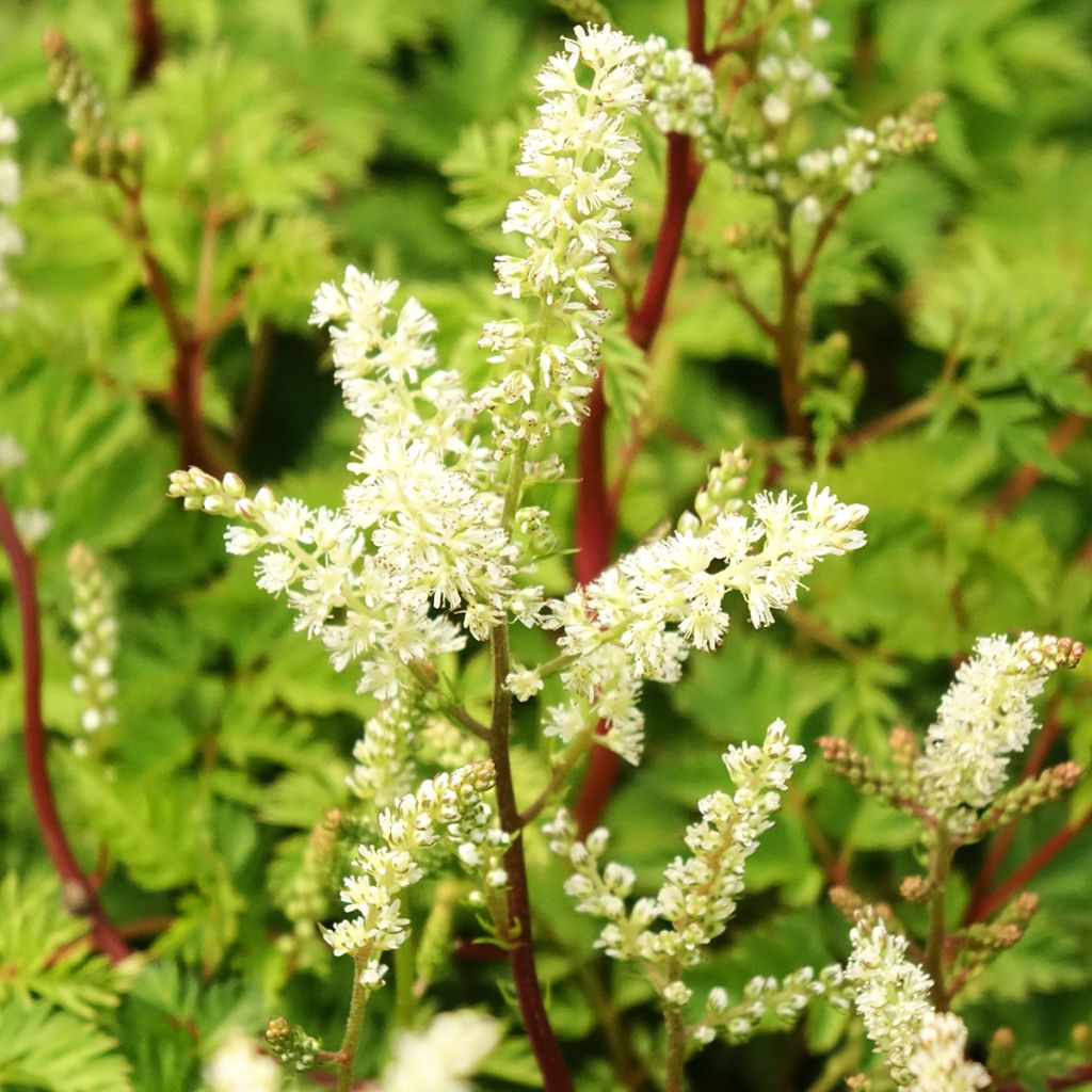 Aruncus dioïcus Kneiffii - Barbe de Bouc