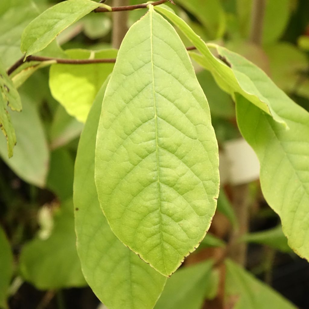 Asimina triloba - Pawpaw