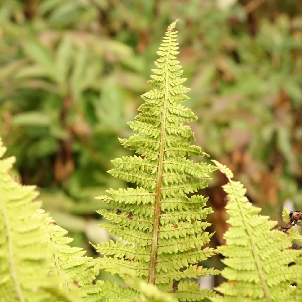 Aspidie à cils raides Congestum - Polystichum setiferum