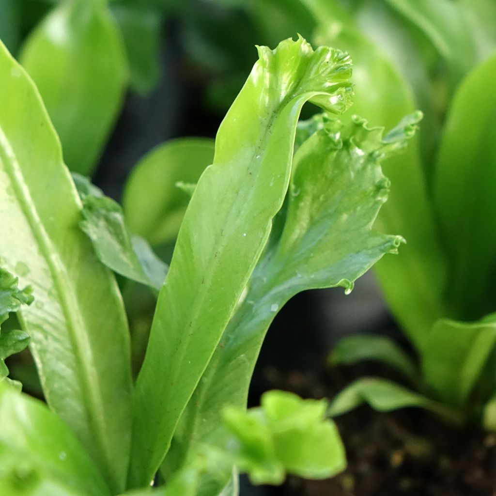 Asplenium antiquum Leslie - Fougère antique