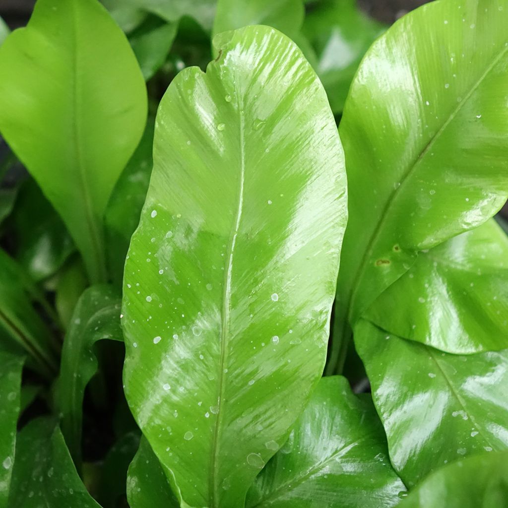 Asplenium nidus - Fougère nid d'oiseau
