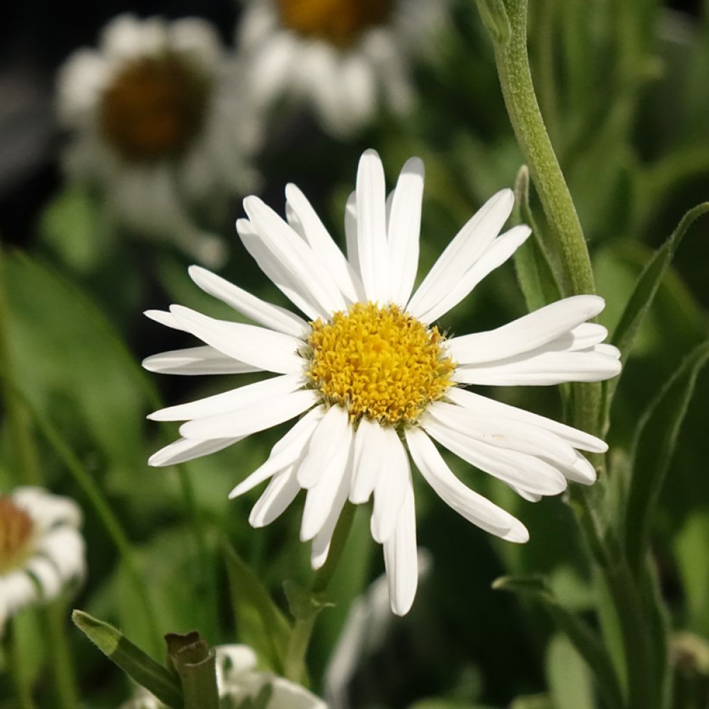 Aster alpinus Albus - Aster des Alpes blanc