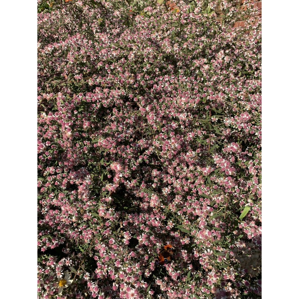 Aster lateriflorus Lady In Black - Aster d'automne