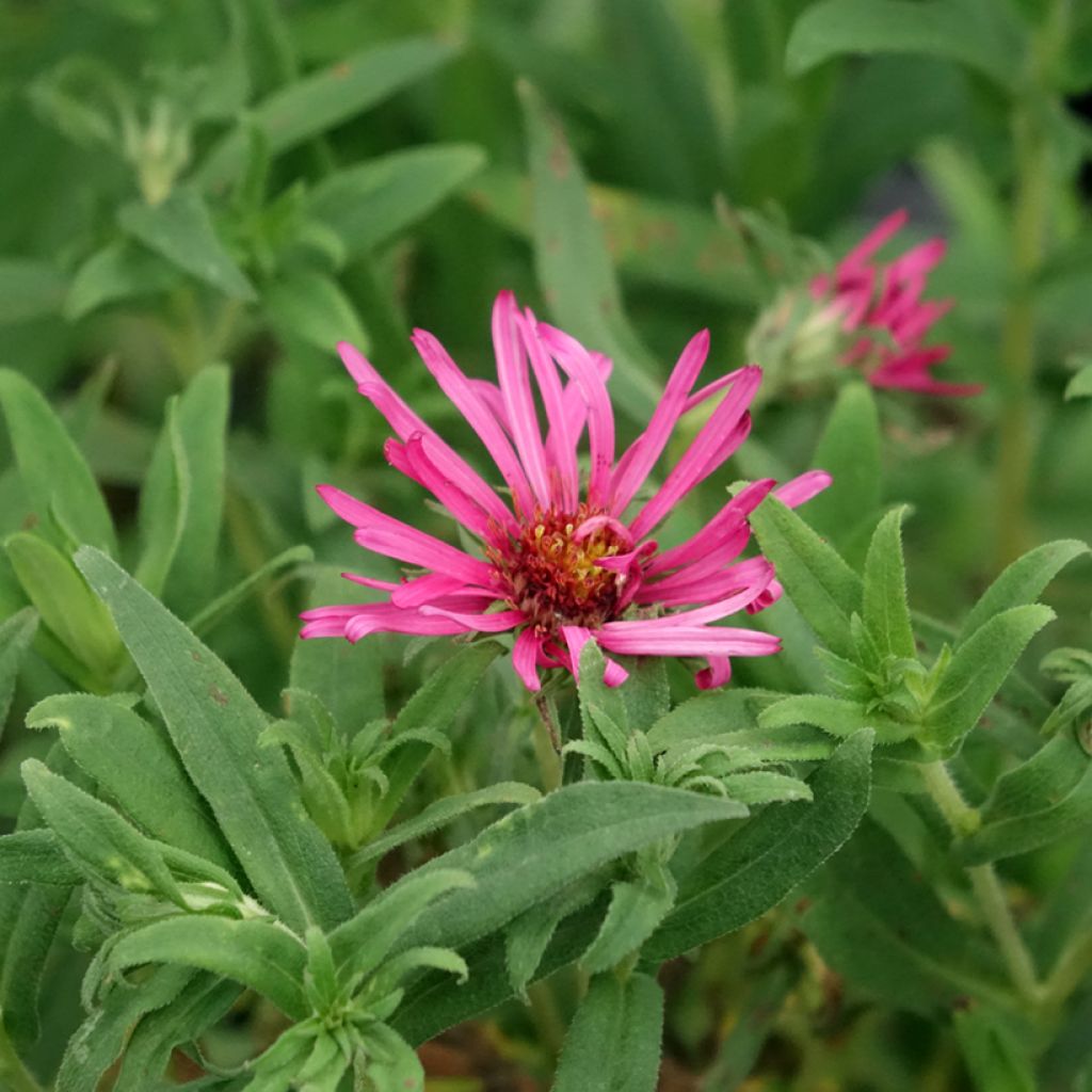 Aster novae-angliae Andenken an Alma Pötschke