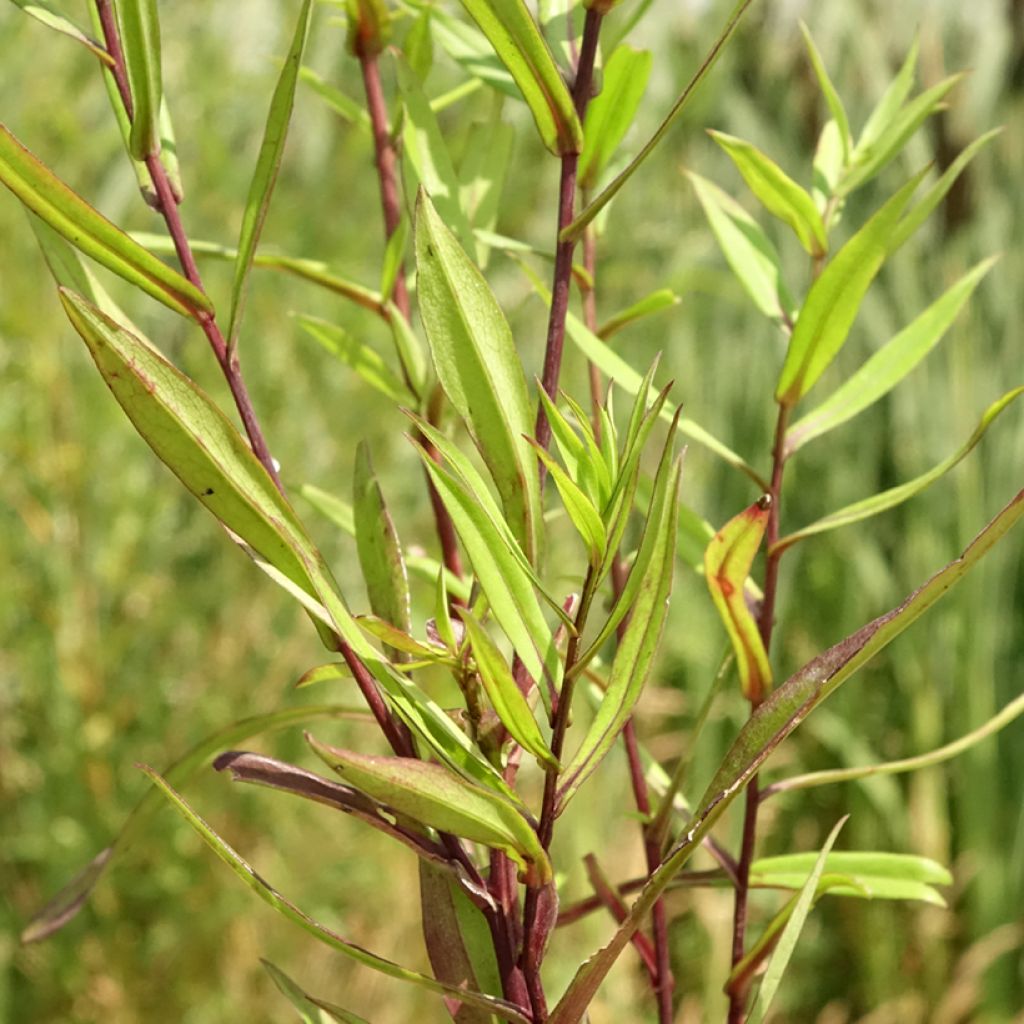 Aster novi-belgii Karmin Kuppel