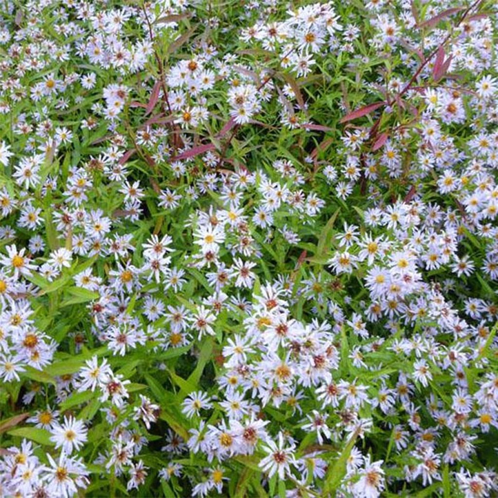 Aster versicolor Altweibersommer - Aster grand d'automne